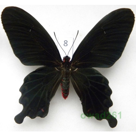 Pachliopta kotzebuea (Eschscholtz, 1821) female Philippines 79mm8